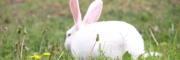 White rabbit on grass