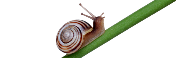 Snail